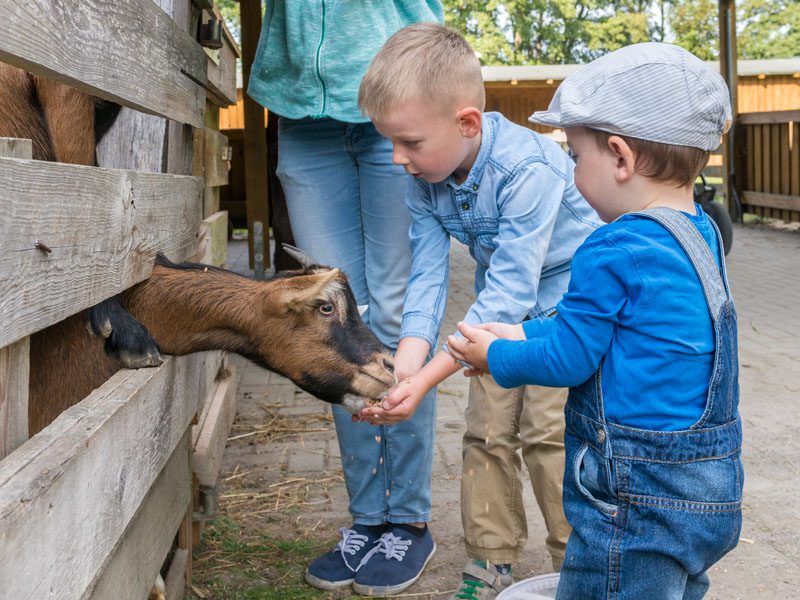 Park przygód_Wybieg dla małych zwierząt_©ZP_Fotograf Susanne Wernicke